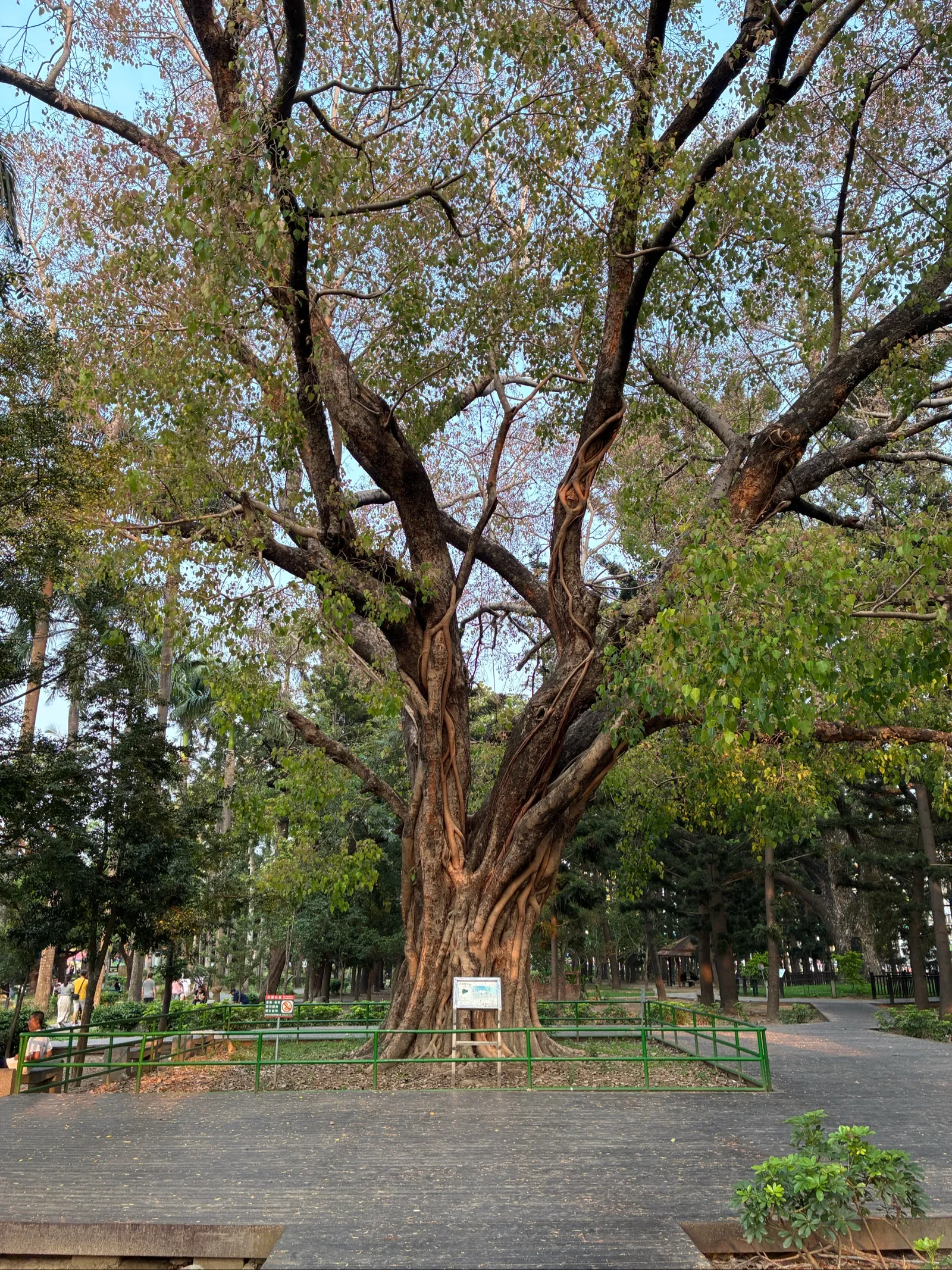 ホテル近くの大きな公園