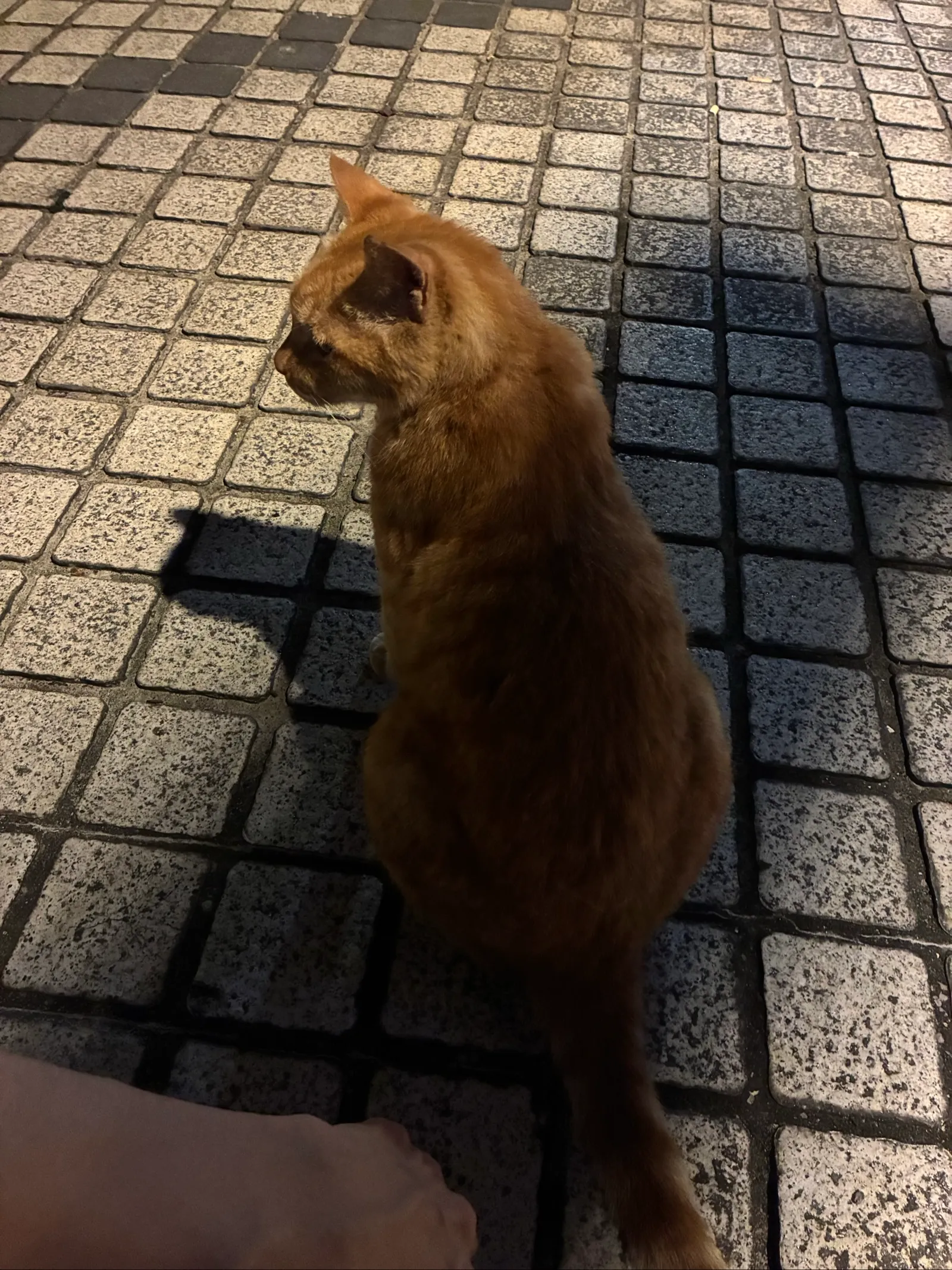 ホテル近くで遊んでくれた猫