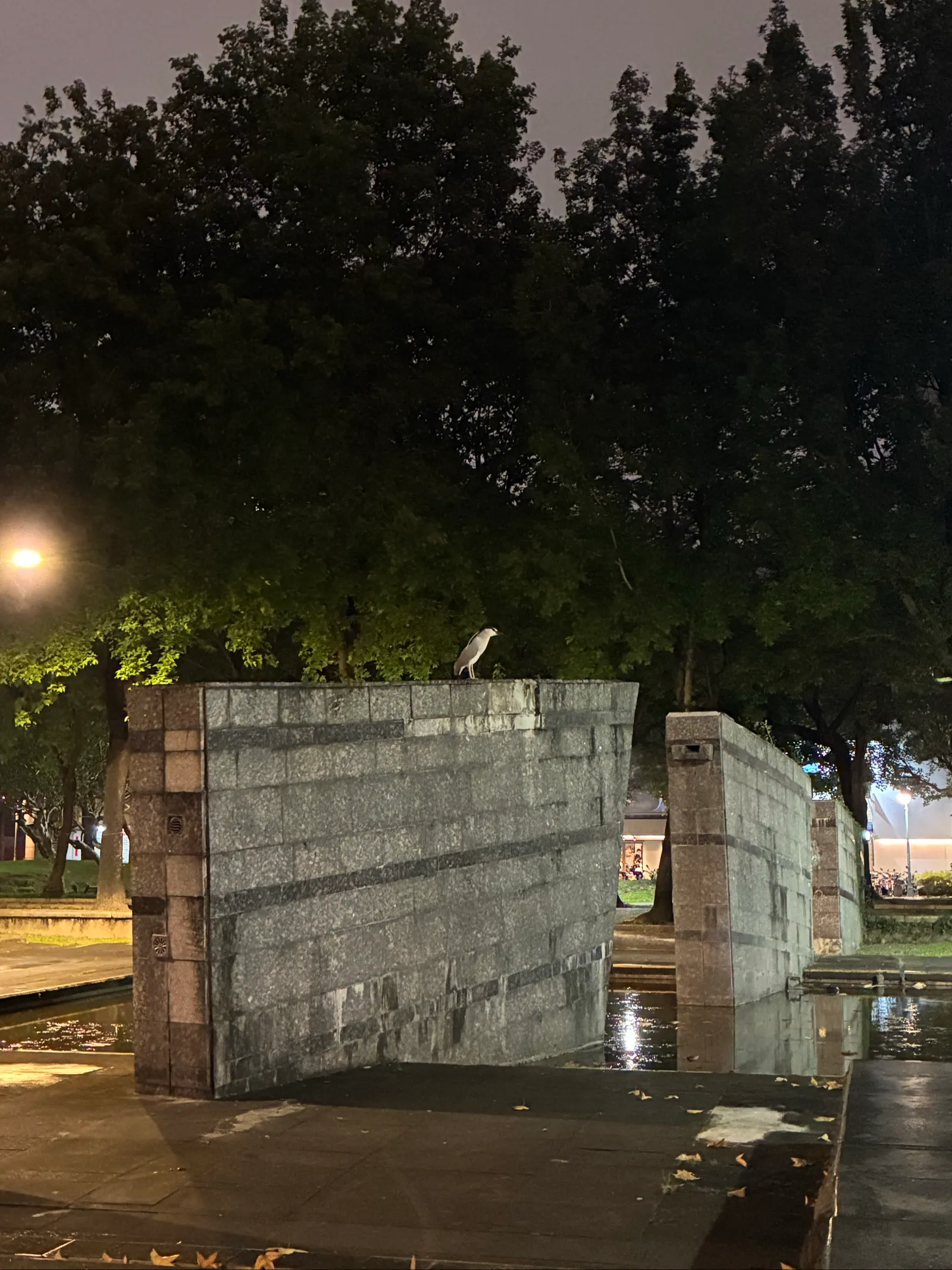 市場近くで見かけた鳥