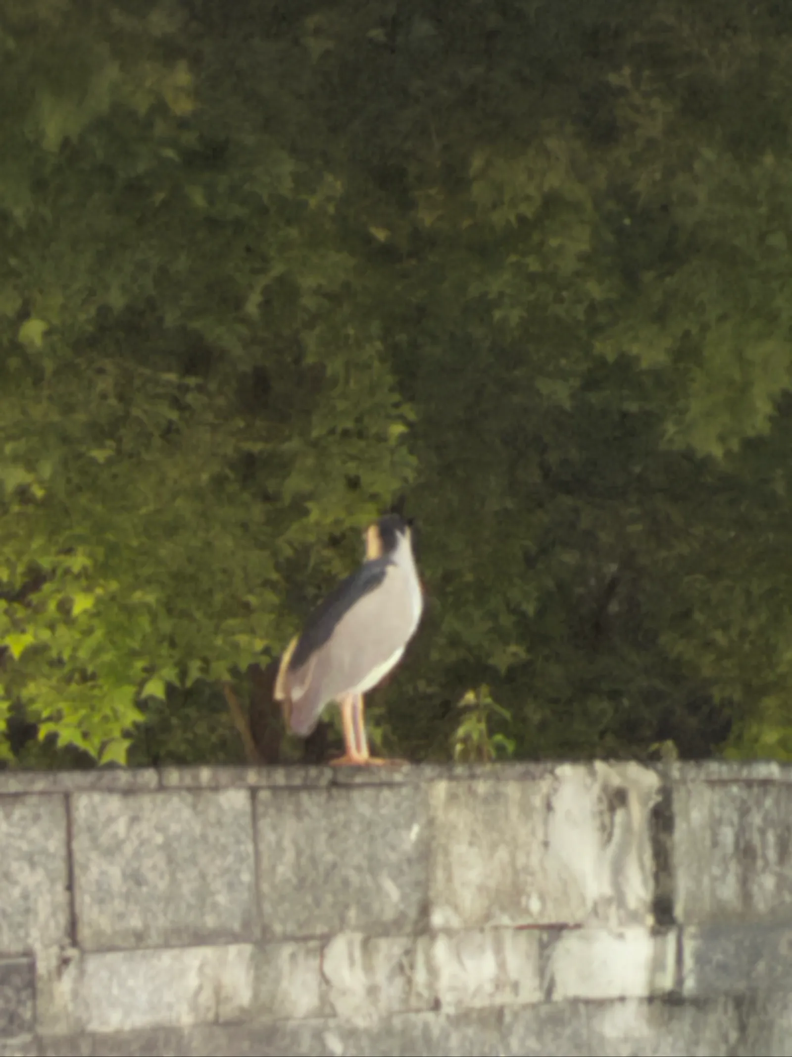 後ろ髪が長いユニークな鳥