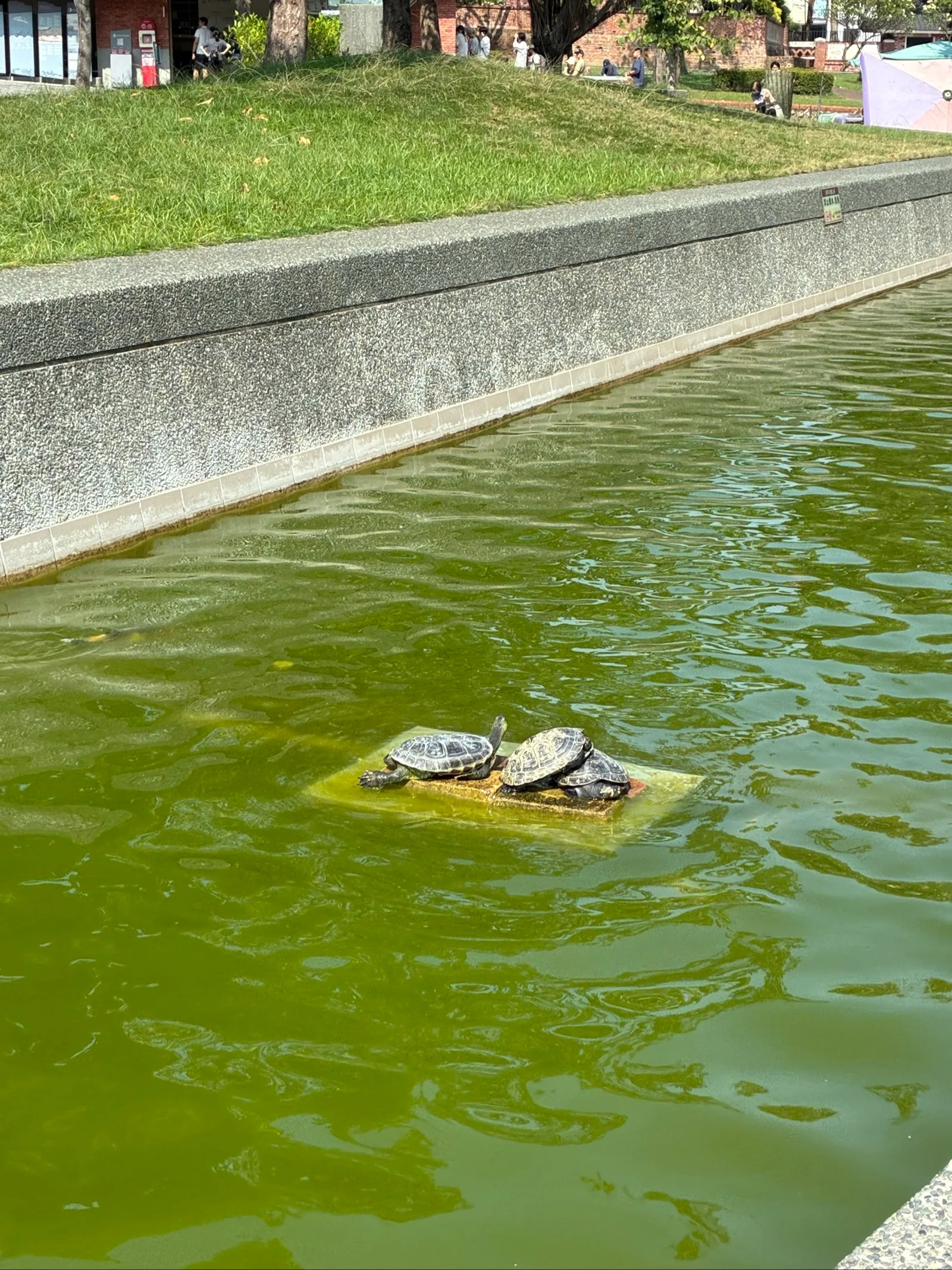 日向ぼっこする亀